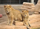 Landgoed Hoenderdaell: Prachtige leeuwen poseren voor deze foto - Anna ...
