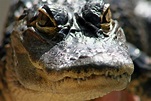 Get up close with an American Alligator at the reptile show.