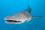 Tiburón Ballena, el gigante de los mares | Comisión Nacional de Áreas ...