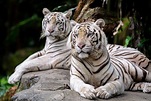 Curiosidades sobre o tigre: confira 30 fatos amáveis | Guia Animal