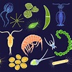 Marine Microbiology: Meet the Microbes of the Sea! - Let's Talk Science