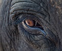 Elephant's Eye • Marko Dimitrijevic Photography