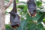 Die Fledermaus: 10 faszinierende Fakten über Fledermäuse - PETA ...