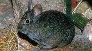 Volcano rabbit - Characteristics, Habitat & Breeding - Endangered Species