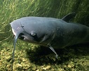 Channel Catfish - Ictalurus punctatus image - Free stock photo - Public ...