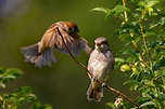 Sperlingsvögel unter sich - Neuntöter und Feldsperling Foto & Bild ...