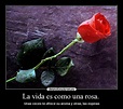 La vida es como una rosa. | Desmotivaciones