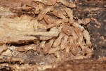 Help! How Do I Stop Termites from Swarming In My Yard?