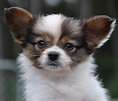 Road's End Papillons : Available Papillon Puppies