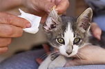 Ear Mites In Cats: What Are The Signs & How To Treat Them