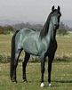 Rare Blue Roan Horse | Rare horses, Beautiful horses, Horses