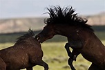 Mustangs: Facts About America's Wild Horses | Wild horses mustangs ...