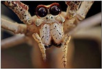 Enfants curieux: pourquoi les araignées ont-elles besoin de tant d'yeux ...