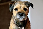 Dog Breed Profile - Border Terrier | Gilbertson & Page