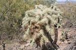 Cholla Cactus, or know as the Jumping Cactus | Blooming succulents ...