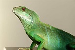 Image libre: lézard, reptile, caméléon, animal, animaux sauvages ...