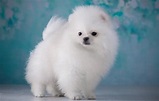Fluffy Puppies Wallpapers - Wallpaper Cave