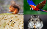 Animales granívoros: qué son, características y ejemplos