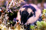 Lemming Facts: Animals of the Arctic - WorldAtlas
