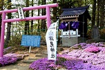 日本三大之一 北海道東藻琴芝櫻季浪漫展開 - 景點+