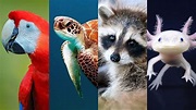 Animales en peligro de extinción: La problemática y cuáles especies ...