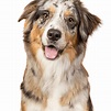 Australian Shepherd: Character & Ownership - Dog Breed Pictures - dogbible