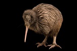 ≫ Kiwi Animal : Caractéristiques, Alimentation, Reproduction et plus
