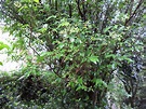 Cómo cultivar el cocú en tu jardín - plantasParaCurar.com
