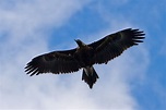 File:Wedge tailed eagle in flight03.jpg