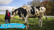 8 Animales M C3 A1s Grandes De La Historia - YouTube