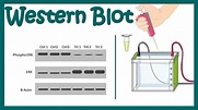 Western Blot Guide | Opportunity analysis, Analysis, Online travel agent