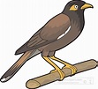 common myna bird clipart - Classroom Clip Art