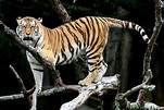 File:Siberian Tiger sf.jpg - Wikimedia Commons