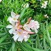 Laurel De Flor Enano - Nerium Oleander Var. Nana Damasco - Vivero Cinco ...