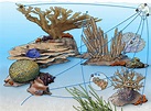 Coral Reef Food Web - National Geographic Society