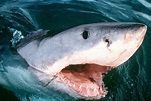Great White / White / White Pointer SHARK with open mouth