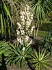 File:Yucca gloriosa 'Adams needle' (Agavaceae) plant.JPG - Wikimedia ...