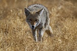 Kojote Steckbrief - Aussehen, Verfolgung