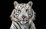 White Tiger Bengal Tiger Wallpapers | HD Wallpapers | ID #18289