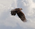 File:Golden Eagle in flight - 4.jpg - Wikimedia Commons