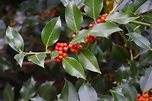 English Holly (Ilex aquifolium): Care and Growing Guide
