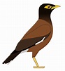 Free Mynah Bird Cliparts, Download Free Mynah Bird Cliparts png images ...