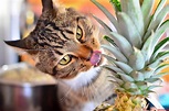 Mr Photogenic Pineapple Eater… | Cute cats HQ - Pictures of cute cats ...