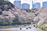 【東京賞櫻景點】千鳥淵公園/千鳥ヶ淵綠道 櫻花樹下浪漫划船，夜櫻點燈也很推薦 @周花花，甲飽沒