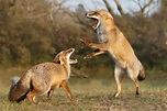 Red Fox Behavior
