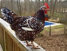 Speckled Sussex Chicken Breed: The Most Beautiful Dual Purpose Chicken ...