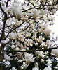 Muda de Magnólia Branca Magnolia grandiflora feita de semente | Plantei