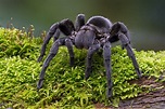 Tarantula Facts for Kids | Biggest Spider in the World