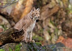 Top 130 + Animals in switzerland mountains - Lestwinsonline.com