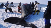 What Happens on a Traditional Whale Hunt in Alaska - InsideHook
